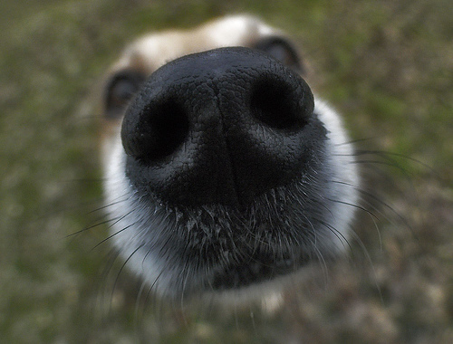 dog wet nose