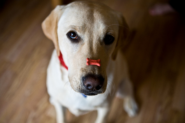 dog will only work for food