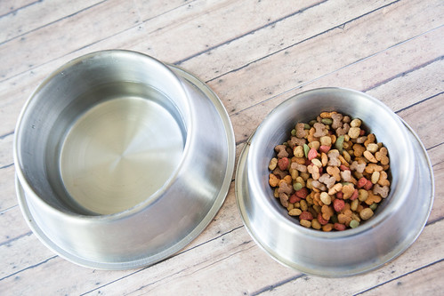 5 Vital Dog Nutrition Facts Every Pet Owner Must Know