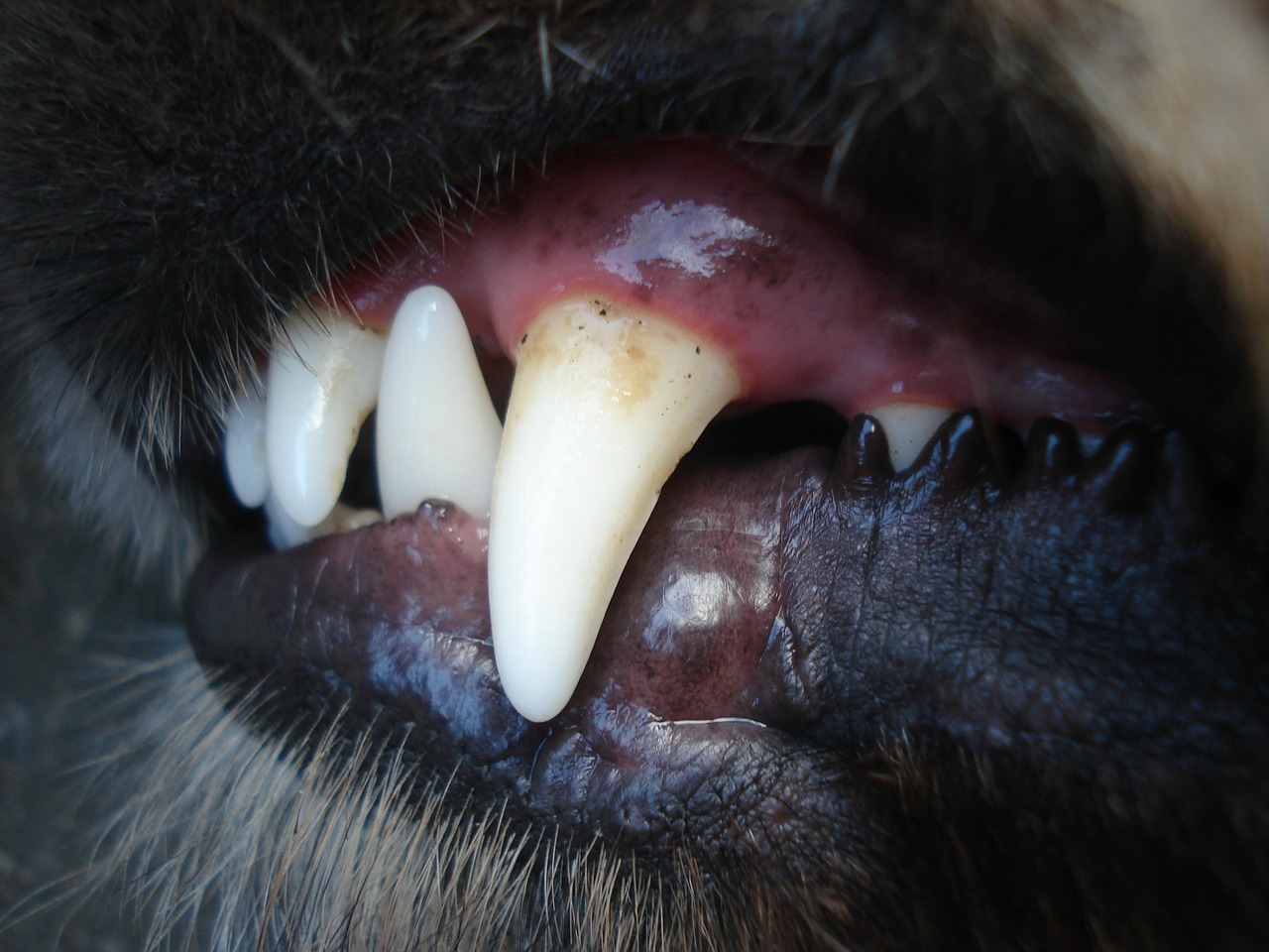 dog dental hygiene