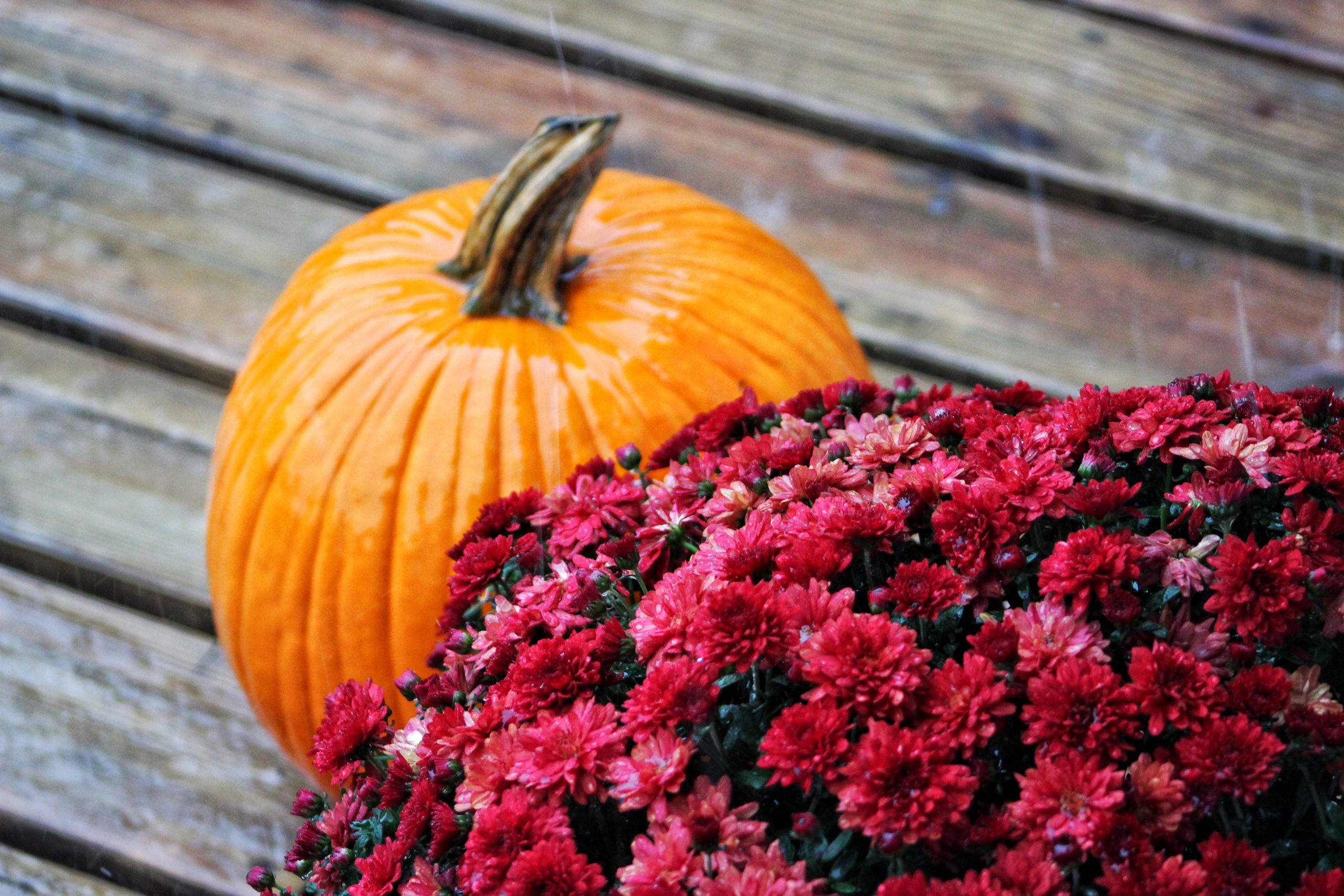 It’s Fall Ya’ll – Pumpkin Spice Everywhere!